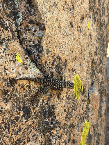 iNaturalist observation photo of Western Fence Lizard