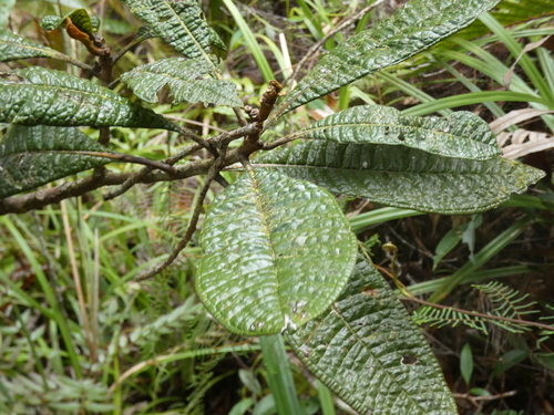 Pleurocalyptus pancheri observed 2026-08-02