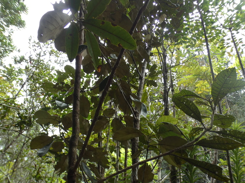 Pleurocalyptus pancheri observed 2026-08-02