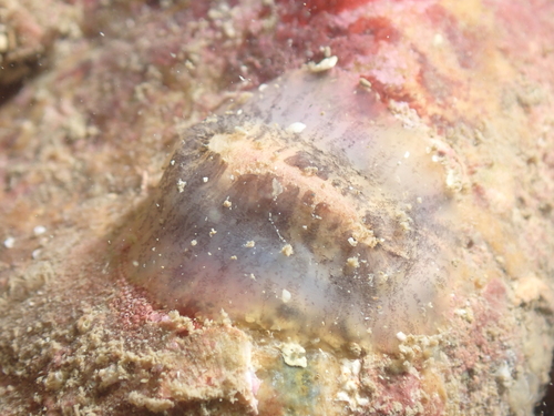 Scutus unguis observed 2026-07-19