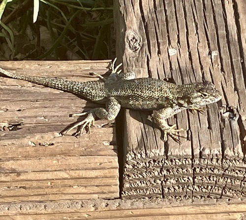 iNaturalist observation photo of Western Fence Lizard