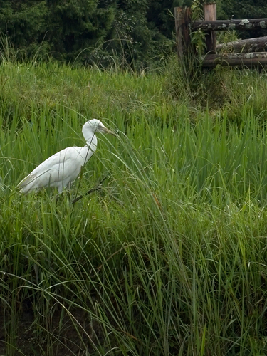 Eastern Cattle-Egret