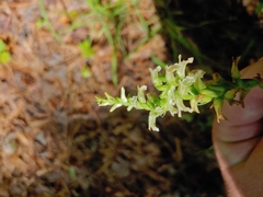 Spiranthes praecox