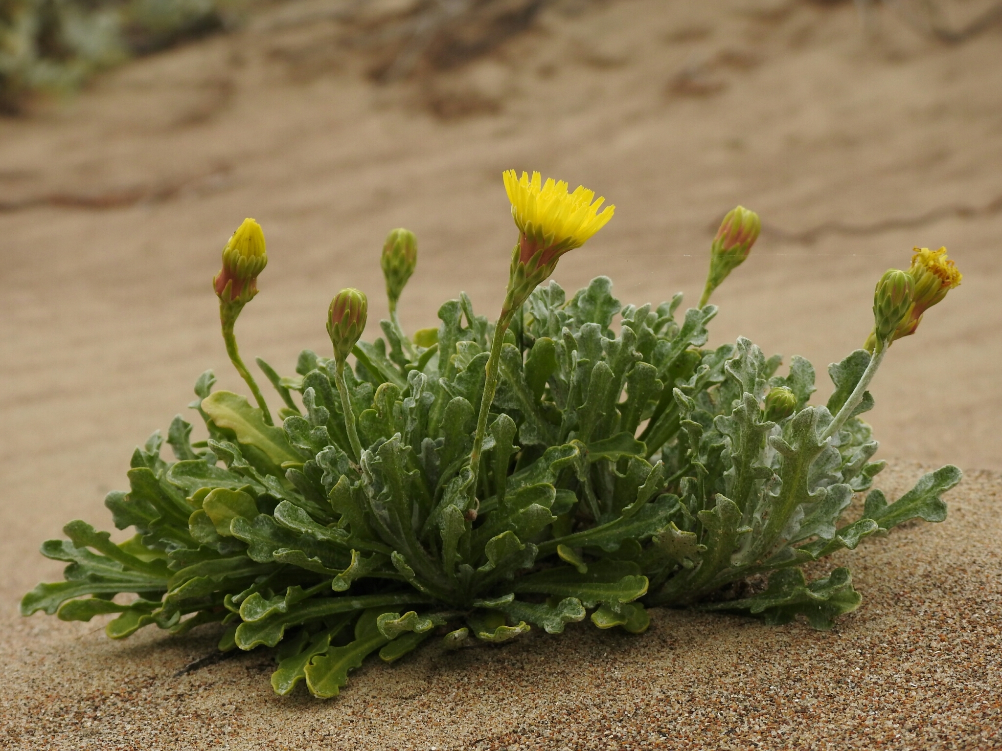 Malacothrix incana