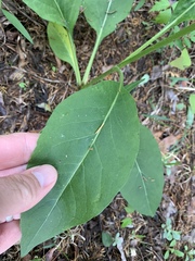 Silphium asteriscus latifolium