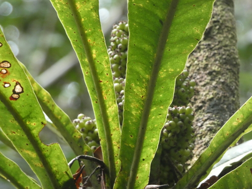 Meryta coriacea observed 2026-08-02