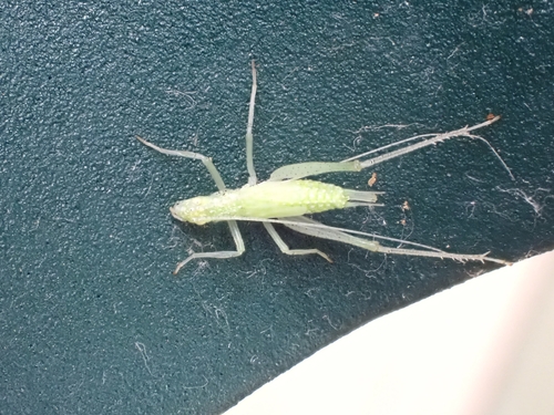 iNaturalist observation photo of Snowy Tree Cricket