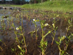 Gratiola quartermaniae