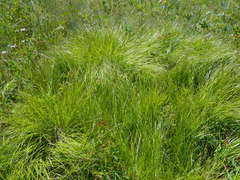 Carex petasata
