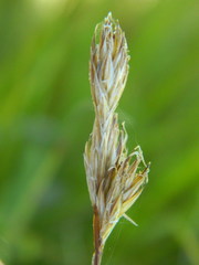 Carex petasata