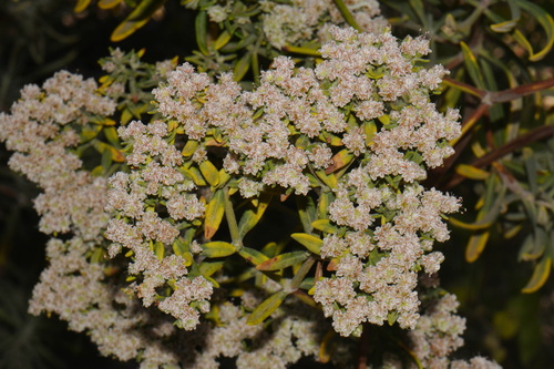 Eriogonum arborescens, photograph 5