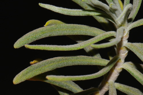 Eriogonum arborescens, photograph 6