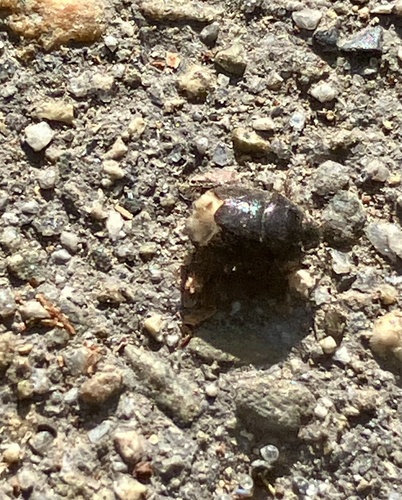 iNaturalist observation photo of Stink Bugs, Shield Bugs, and Allies