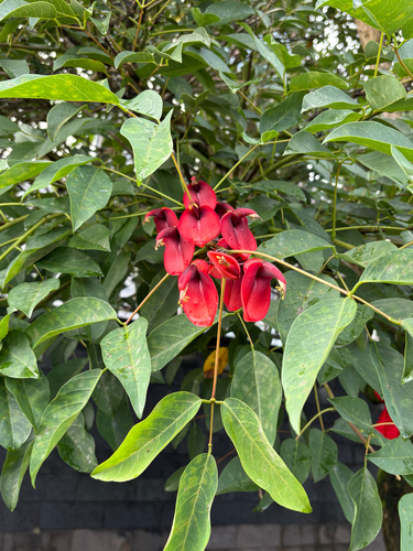 Cockspur coral tree