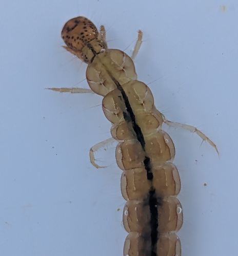 iNaturalist observation photo of Tube Maker Caddisflies