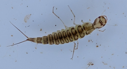 iNaturalist observation photo of Predaceous Diving Beetles