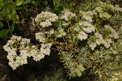 Eriogonum arborescens, photograph 4