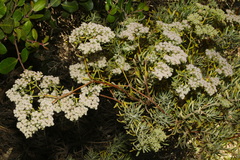 Eriogonum arborescens, photograph (c) Brian Finzel, some rights reserved (CC BY-SA)