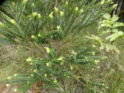 Metrosideros operculata observed 2026-08-02