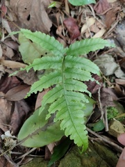 Diplazium taiwanense