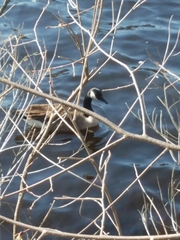 Branta canadensis
