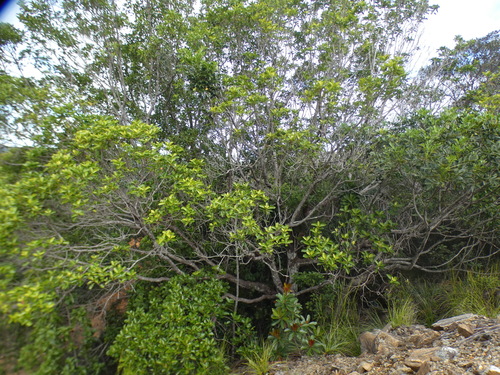 Arillastrum gummiferum observed 2026-08-02