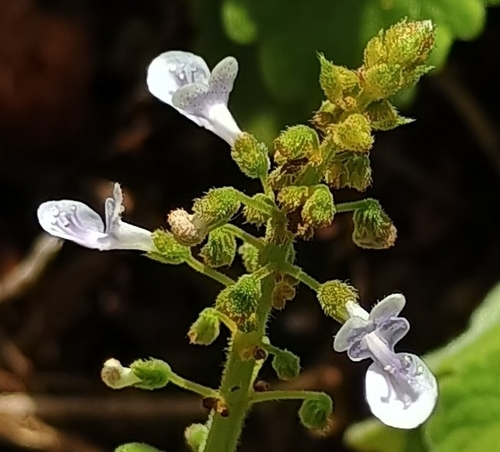 Coleus, 2026-08-09