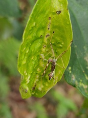 Epidaus