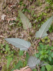 Rubus trianthus