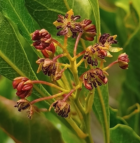 Dodonaea viscosa observed 2026-08-09