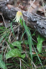 Erythronium helenae