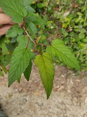 Rubus trianthus
