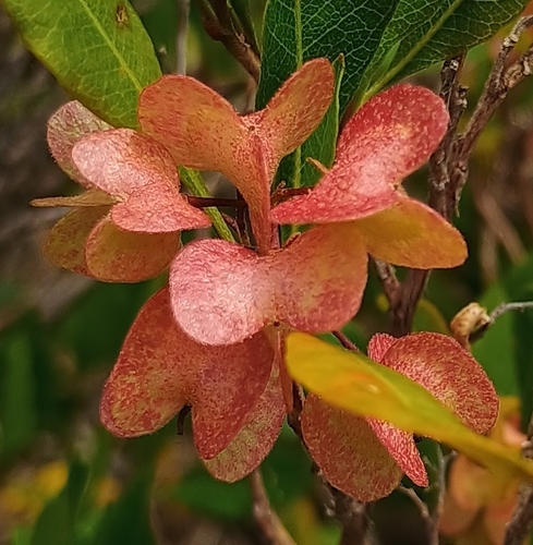 Dodonaea viscosa observed 2026-08-09