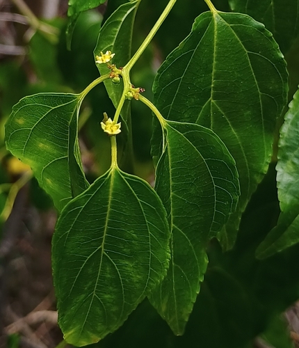 Colubrina, 2026-08-09