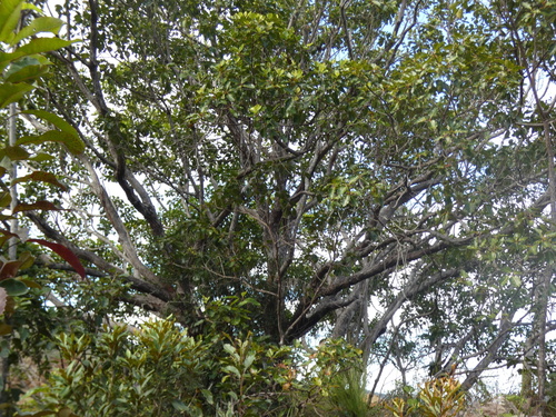 Arillastrum gummiferum observed 2026-08-02