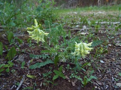 Astragalus tennesseensis