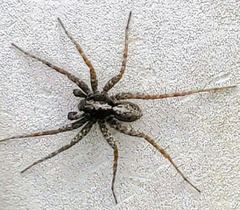 Pardosa astrigera