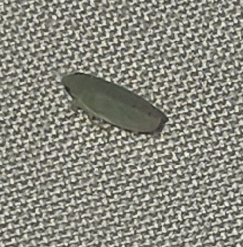 Memnonia, 2026-08-09