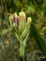 Castilleja cusickii