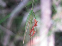 Rytidosperma clelandii