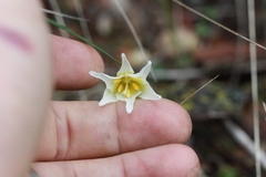 Erythronium helenae