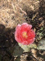 Opuntia × vaseyi