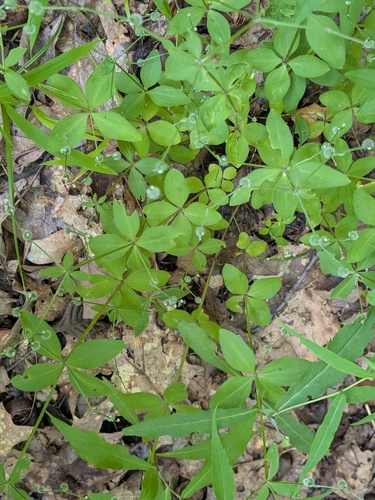 Galium circaezans, photograph 4