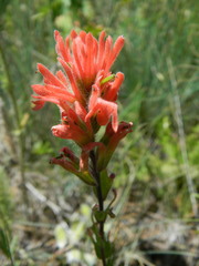 Castilleja hispida