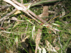 Rytidosperma clelandii