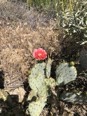 Opuntia × vaseyi