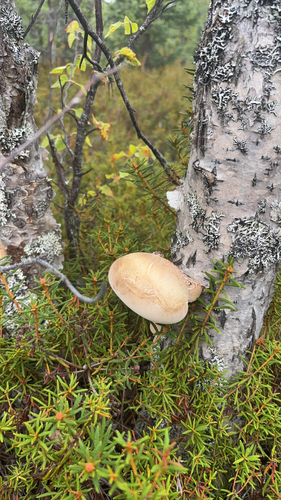birch polypore