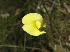 Gompholobium ecostatum