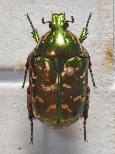 Protaetia marginicollis