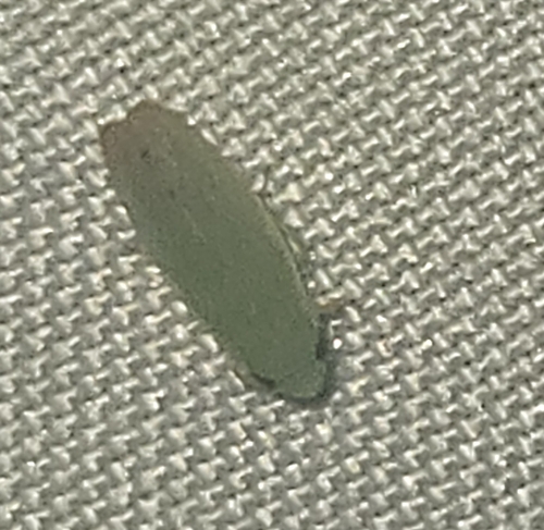 Memnonia, 2026-08-09